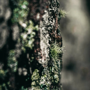 St Eval Granite & Moss Fragranced Coloured Pillar