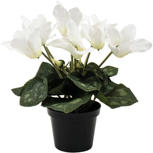 Cyclamen in Pot - White