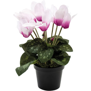 Cyclamen in a Pot - Pink